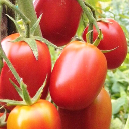 Semences tomate debarao