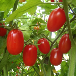 Semences tomate raisin rouge