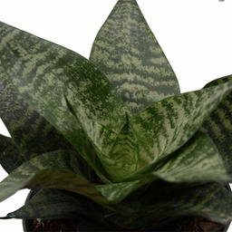 Sansevieria hahnii robusta