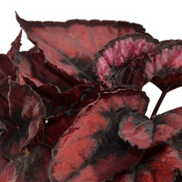 Begonia rex