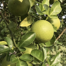 Limettier "key lime"