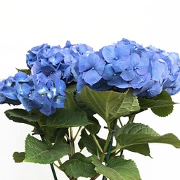 Hydrangée bleu/violet