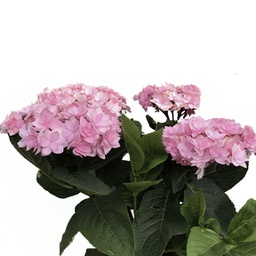 Hydrangée rose
