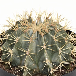 Echinocactus grusonii