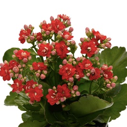  Kalanchoe Blossfeldiana (rouge)
