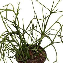Euphorbia trucali