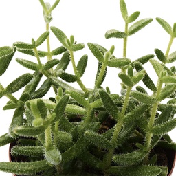 Delosperma Echinatum Gherkin