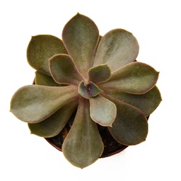 Echeveria spp.