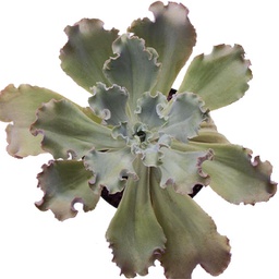 Echeveria spp.