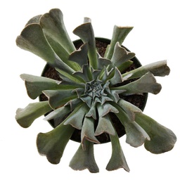 Echeveria spp.