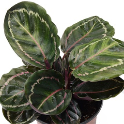 Calathea roseopicta