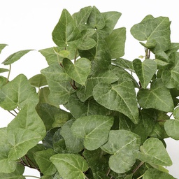 Hedera helix