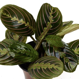 Maranta rouge