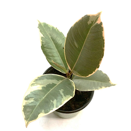 Ficus tineke