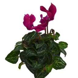 Cyclamen rose