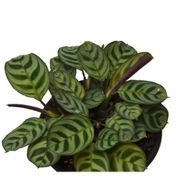 Calathea burel Marxii