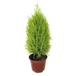 Cypressus citron