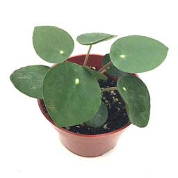 Pilea peperomioides