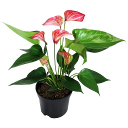 Anthurium andraeanum (Livium)