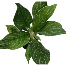 Aglaonema snow white