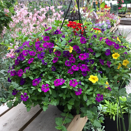 [JARDICOMBOMIXCOLO12] Jardinière combo mix (coloré) 12 po