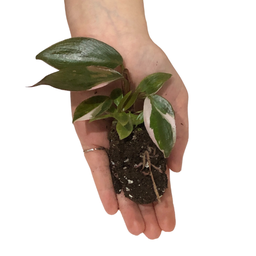 Philodendron pink princesse