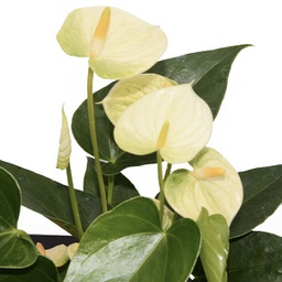 Anthurium andraeanum (blanc)