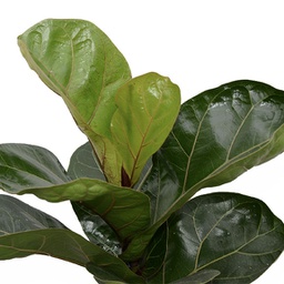 Ficus lyrata