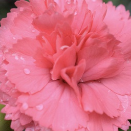 [1DIACLCO01] Dianthus classic coral