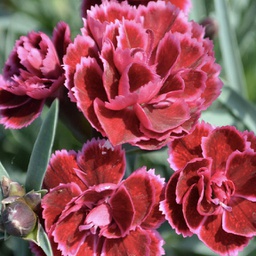 [1DIAEVBL01] Dianthus everlast burgundy