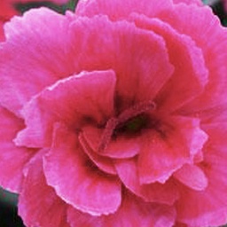 [1DIAEVDP01] Dianthus everlast dark pink