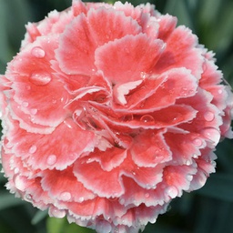 [1DIASCRF01] Dianthus scent first coral
