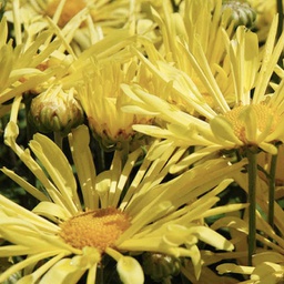 [1CHRMYEL02] Chrysanthemum mammoth yellow quill