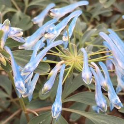 [1CORYPOB01] Corydalis porcelain blue