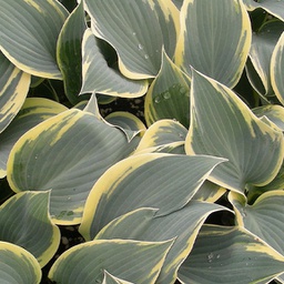 [1HOSFIRS01] Hosta first frost