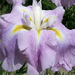 [1IRIEPIF02] Iris pink frost (ensata)