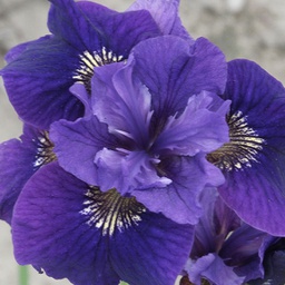 [1IRISRUF02] Iris ruffled velvet (sibirica)