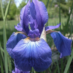 [1IRITYPH01] Iris typhifolia