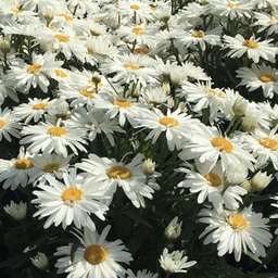 [1LEUDAMA01] Leucanthemum daisy may