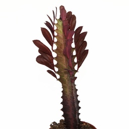 [euphtrig4] Euphorbia trigona