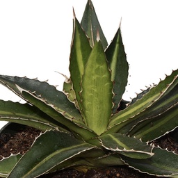 Agave