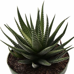 Haworthia fasciata