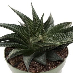 Haworthia fasciata