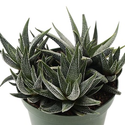 Haworthia fasciata