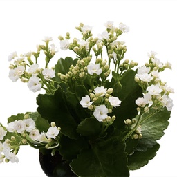  Kalanchoe Blossfeldiana (blanc)