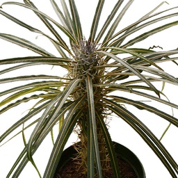 Pachypodium lamerei