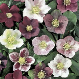 [1HELLROH01] Helleborus royal heritage