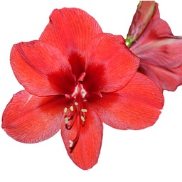 Amaryllis 'Red lion'