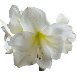 Amaryllis 'Christmas gift'