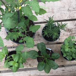 COMBO: Mini potager italien